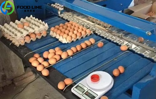 Automatic Egg Grading Machine