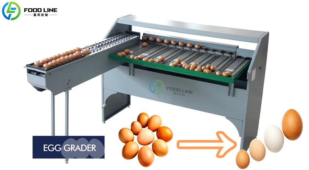 Automatic Egg Grading Machine